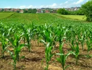 Quais os principais danos Pós-colheita?